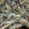 Prawns