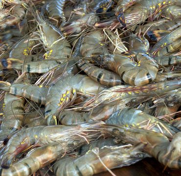 Prawns (Big)
