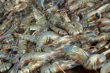 Prawns (Big)