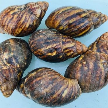 Snails