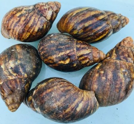 Snails
